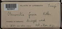 Stemonitis fusca image